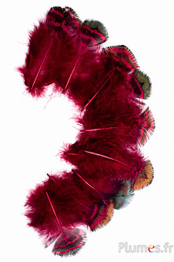 Pauw blauw - 3-8 cm - bruin-groen-karmijn